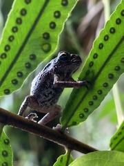 Duttaphrynus melanostictus
