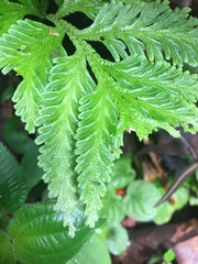Selaginellaceae