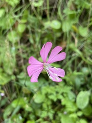 Silene cythnia