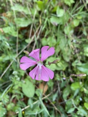 Silene cythnia