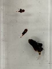 Monodactylus argenteus