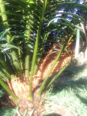 Cycas thouarsii