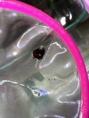 Monodactylus argenteus
