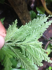 Selaginellaceae
