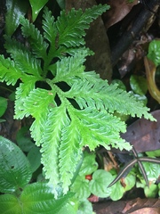 Selaginellaceae