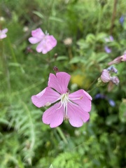 Silene cythnia