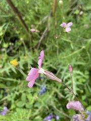 Silene cythnia