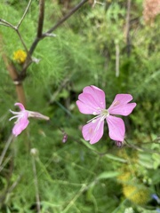 Silene cythnia