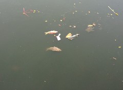 Cyprinus rubrofuscus