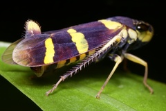 Dilobopterus trinotatus