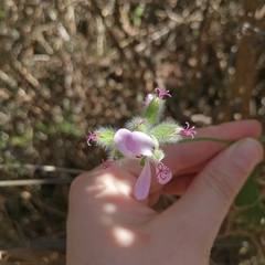 Pelargonium capitatum