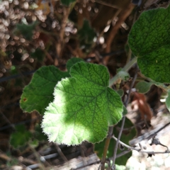 Pelargonium capitatum