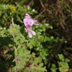 Pelargonium capitatum
