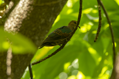 Chalcophaps indica natalis