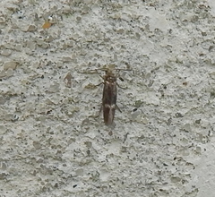 Heringocrania unimaculella