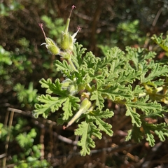 Pelargonium capitatum