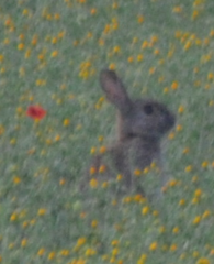 Oryctolagus cuniculus