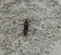 Heringocrania unimaculella