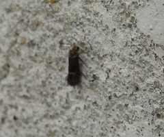 Heringocrania unimaculella