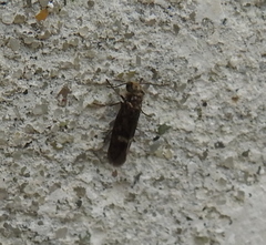 Heringocrania unimaculella