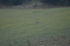 Oryctolagus cuniculus