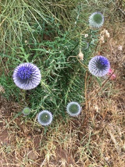 Echinops spinosissimus