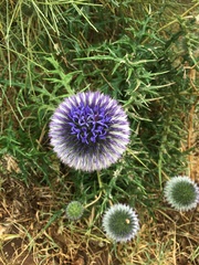 Echinops spinosissimus
