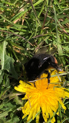 Bombus lapidarius