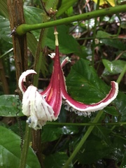 Passiflora rovirosae