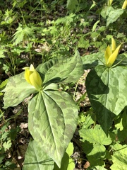 Trillium luteum