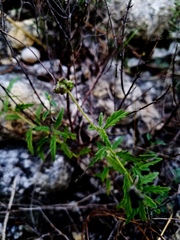 Varronia podocephala