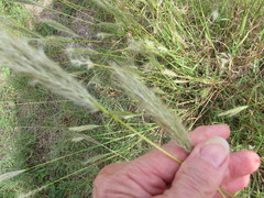 Bothriochloa torreyana