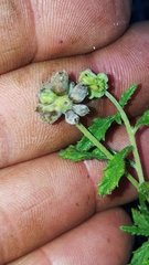 Varronia podocephala