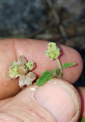 Varronia podocephala