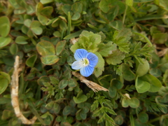 Veronica persica