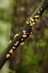 Heterotextus miltinus