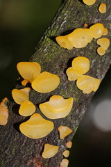 Heterotextus miltinus