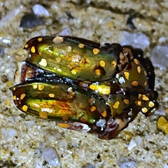 Protaetia niveoguttata
