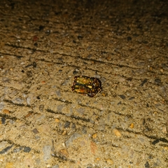 Protaetia niveoguttata