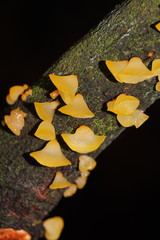 Heterotextus miltinus