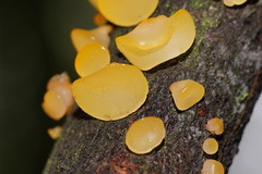 Heterotextus miltinus