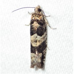 Pseudexentera maracana