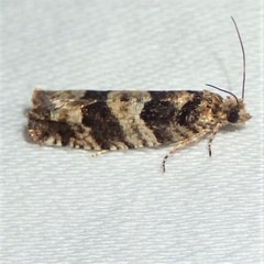 Pseudexentera maracana