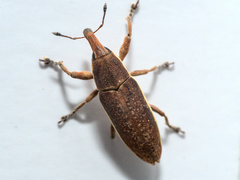 Lixus ochraceus