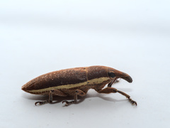 Lixus ochraceus