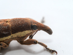 Lixus ochraceus