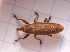 Lixus ochraceus