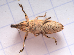 Lixus ochraceus