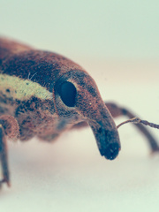 Lixus ochraceus