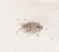 Dilompus robustus